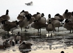 New York to Feed Geese to Homeless
